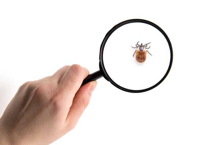 health danger – disease-carrier ticks