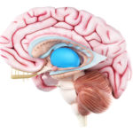 Neuroimaging of thalamic lesions